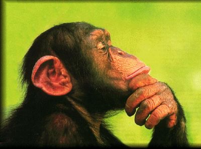 Film - "METAFISICA PER LE SCIMMIE"
